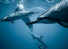 世界杯直播客户端更新-索肖：还差一分晋级大局未定 B费分享点球毫无问题